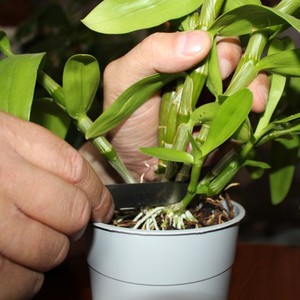 Növekvő orchideák otthon jobb leülni, az alapvető módszereket és fotók