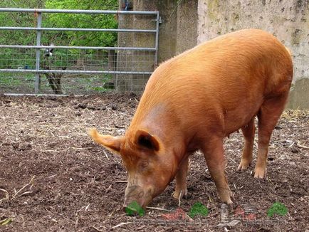 Felnövő, tartása és tenyésztése sertések és malacok otthon tippek és videók