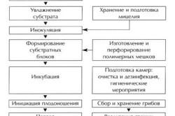 Basement osztriga termesztés technológia és szolgáltatások (osztriga) Növekvő laskagomba a pincében a technológia és szolgáltatások