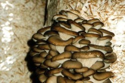 Basement osztriga termesztés technológia és szolgáltatások (pince) Növekvő laskagomba a pincében a technológia és szolgáltatások