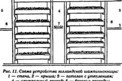 Basement osztriga termesztés technológia és jellemzői (jellemzők) Növekvő laskagomba a pincében a technológia és szolgáltatások