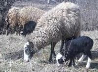 Növekvő bárányok és kecskegidák; etetés szabványok (Next mozognak) Növekvő bárányok és kecskegidák; etetés ajánlás