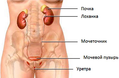 A belső szervek - ez fáj diagnózis és tünetek
