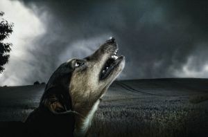 Üvölt fiatal kutya után a harcot egy öreg kutya