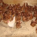 A legérdekesebb a csirkék-tojótyúkok és áttekintést jellemzői, fotók és videó
