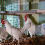 A legérdekesebb a csirkék-tojótyúkok és áttekintést jellemzői, fotók és videó