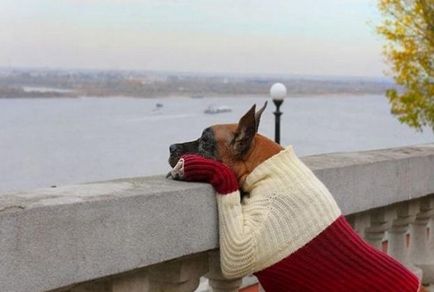 Kötöttáru kutyák és hogyan kell kötni egy pulóvert, vagy a remake egy régi pulóver (pulóver) Kötöttáru kutyák és hogyan kell kötni egy pulóvert, kabátot, vagy hozza a régi