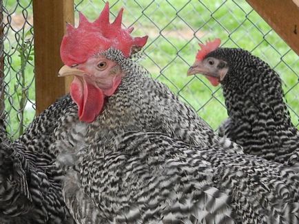 Jellemzői a fajta csirkék amroks a képeket és az értékeléseket képviselőinek tenyésztők