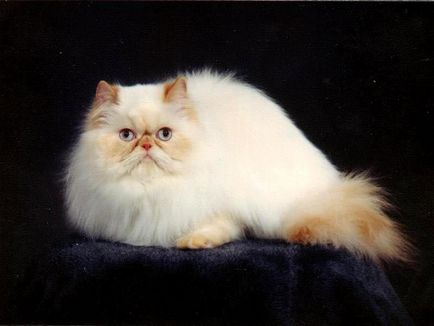 A karakter a perzsa macska
