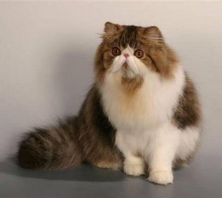 A karakter a perzsa macska