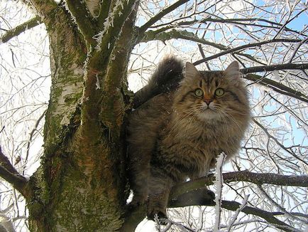 A természet a szibériai macska