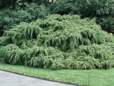 Tűlevelű bürök fotó és leírás, a fajok és növényfajták bürök (Hemlock) Tűlevelű bürök fotó és leírás, a fajok és fajták bürök növények