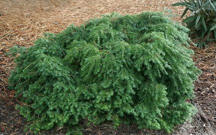 Tűlevelű bürök fotó és leírás, a fajok és növényfajták bürök (Hemlock) Tűlevelű bürök fotó és leírás, a fajok és fajták bürök növények