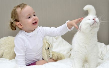 Összeesküvés hogy megtalálja a hiányzó állat macska, kutya (propán) Összeesküvés hogy megtalálja a hiányzó kisállat macska, kutya