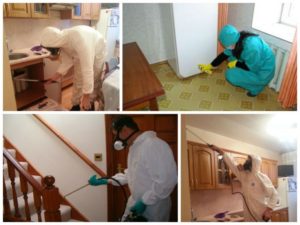 Bred fekete szúnyogok színben (szoba) -, hogyan lehet megszabadulni a mint a spray, mit kell csinálni (fekete) Bred fekete szúnyogok színben (szoba) -, hogyan lehet megszabadulni a mint a spray, mit kell tenni