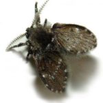 Bred fekete szúnyogok színben (szoba) -, hogyan lehet megszabadulni a mint a spray, mit kell csinálni (szín) Bred fekete szúnyogok színben (szoba) -, hogyan lehet megszabadulni a mint a spray, mit kell tenni