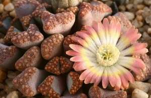 Élő kövek vagy Lithops - gondozás és öntözés (élő) Élő kövek vagy Lithops - gondozás és öntözés