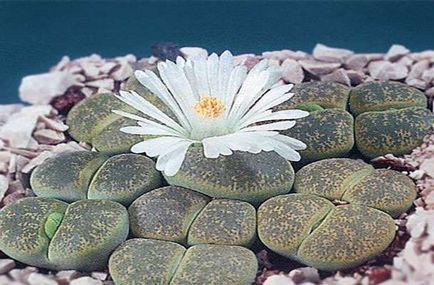 Élő kövek vagy Lithops - gondozás és öntözés (Lithops) Élő kövek vagy Lithops - gondozás és öntözés