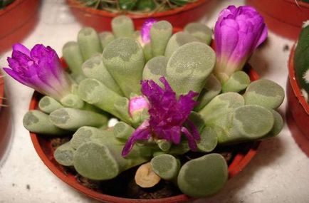 Élő kövek vagy Lithops - gondozás és öntözés (élő) Élő kövek vagy Lithops - gondozás és öntözés