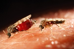 Allergiás a harapás szúnyogok