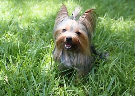 Yorkshire terrier és allergiás rá