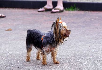 Yorkshire terrier és allergiás rá