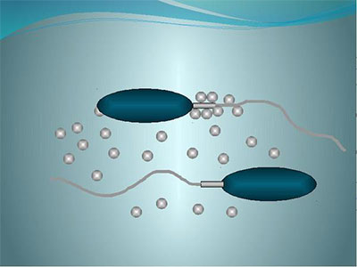 Antisperm elemzés