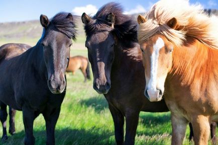 Mindent a lovak és a kezelés