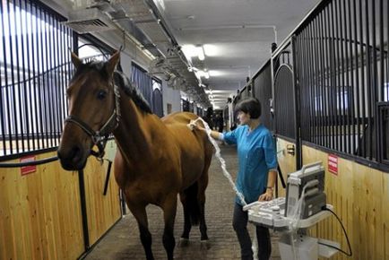 Mindent a lovak és a kezelés