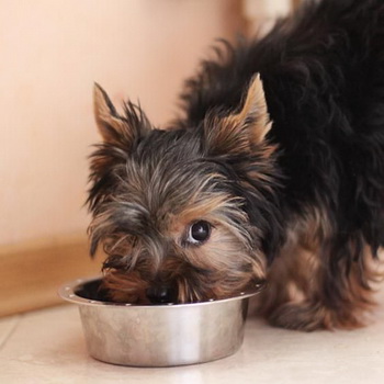 Mit lehet enni Yorkshire terrier