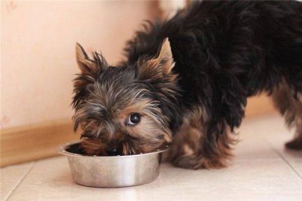 Mit lehet enni Yorkshire terrier