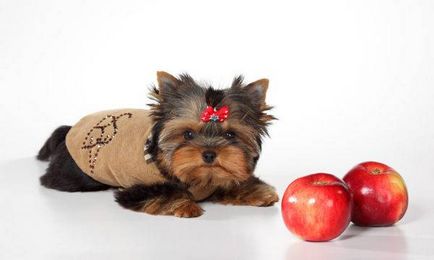 Mit lehet enni Yorkshire terrier