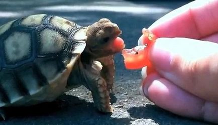 Mit tudok enni teknős