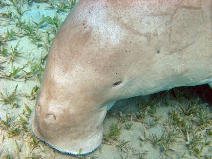 Mi a dugong