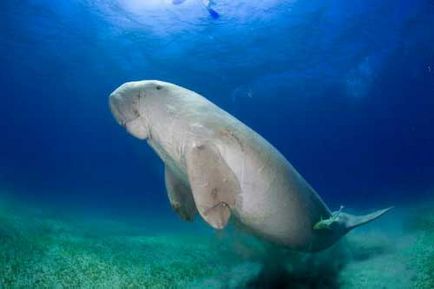 Mi a dugong