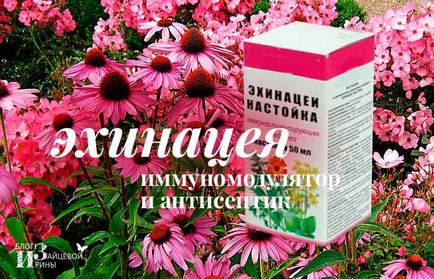Echinacea mi ez Echinacea mi ez