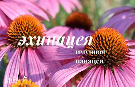 Echinacea mi ez Echinacea mi ez