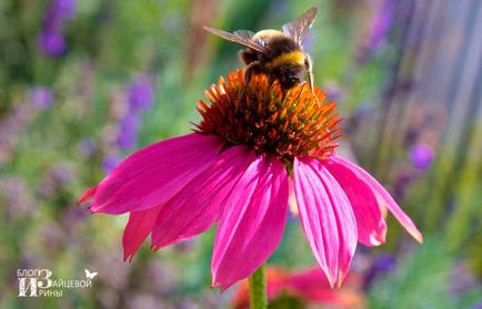 Echinacea mi ez