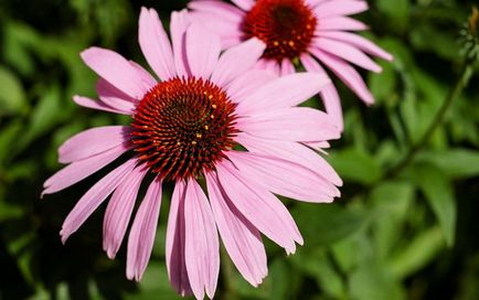 Echinacea mi ez