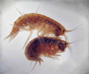 Gammarus mi ez