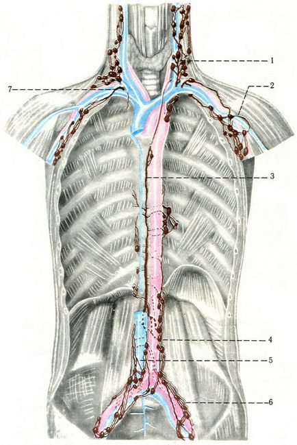 Mellkasi csatorna (ductus thoracicus), Cardioangiology humán anatómia