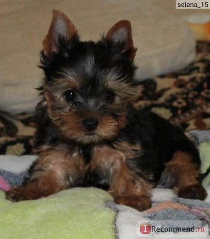 Yorkshire terrier és allergiás rá Yorkshire terrier és allergiás rá