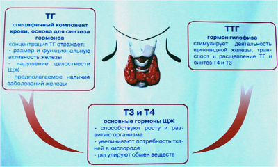 Hormonok felelősek súly Hormonok felelősek súly