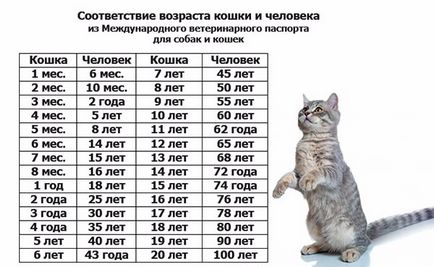 Hány éves a macska egy évre