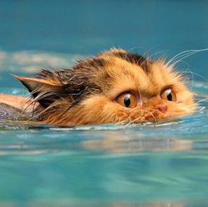 Hogyan fürödni egy kiscica
