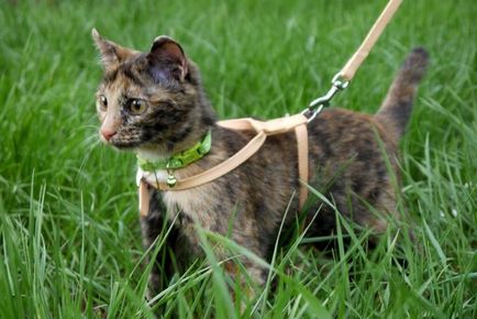 Hogyan kell viselni a kábelköteg a macska