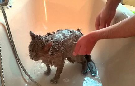 Hogyan fürödni egy kiscica