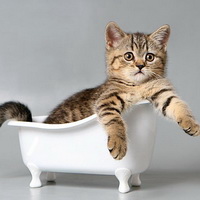 fürdés macskák