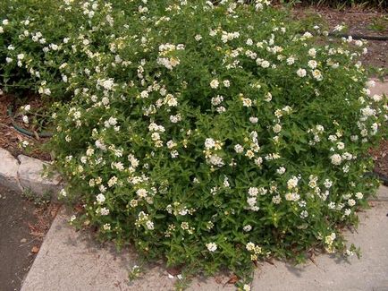 Lantana termesztés Lantana termesztés