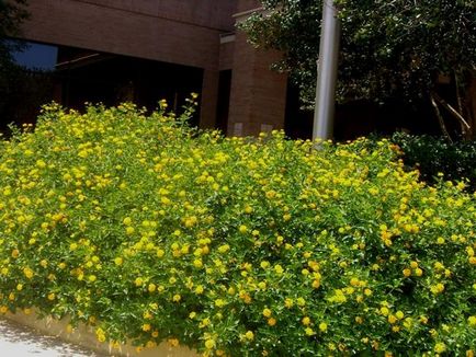 Lantana termesztés Lantana termesztés